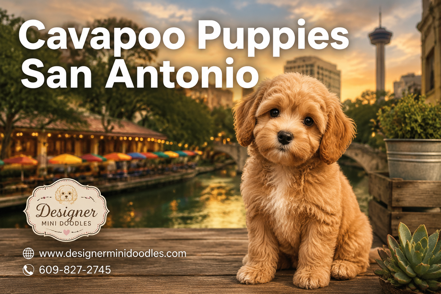 cavapoo puppies San Antonio