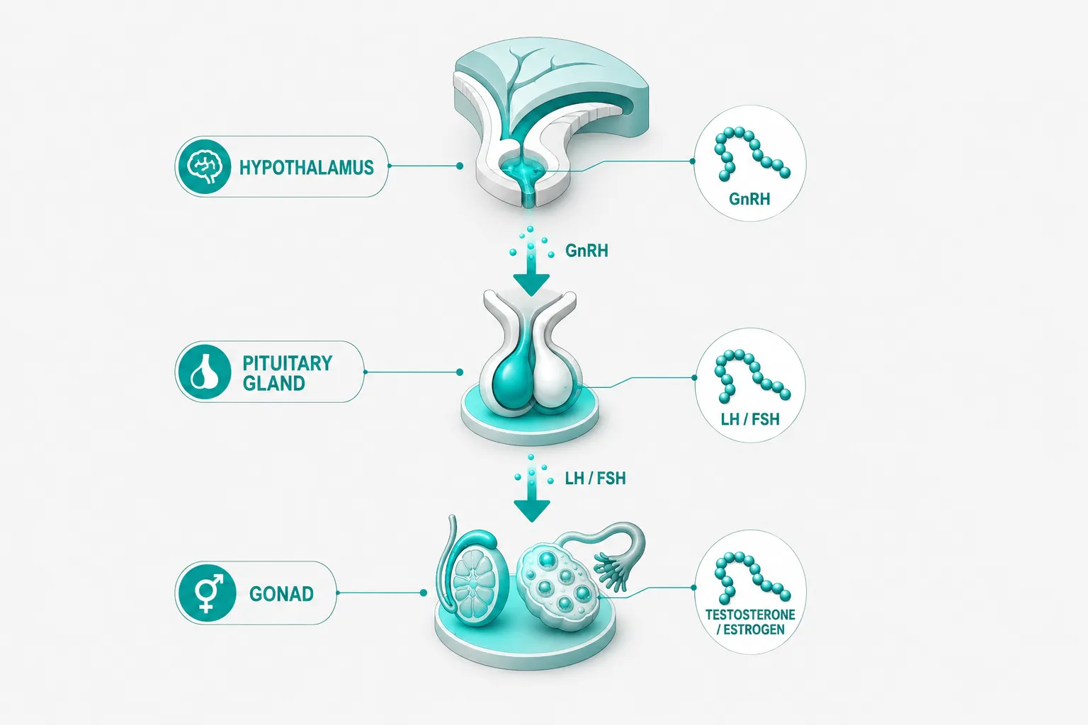 The Structural Divide: Peptide Hormones Versus Small-Molecule Modulators