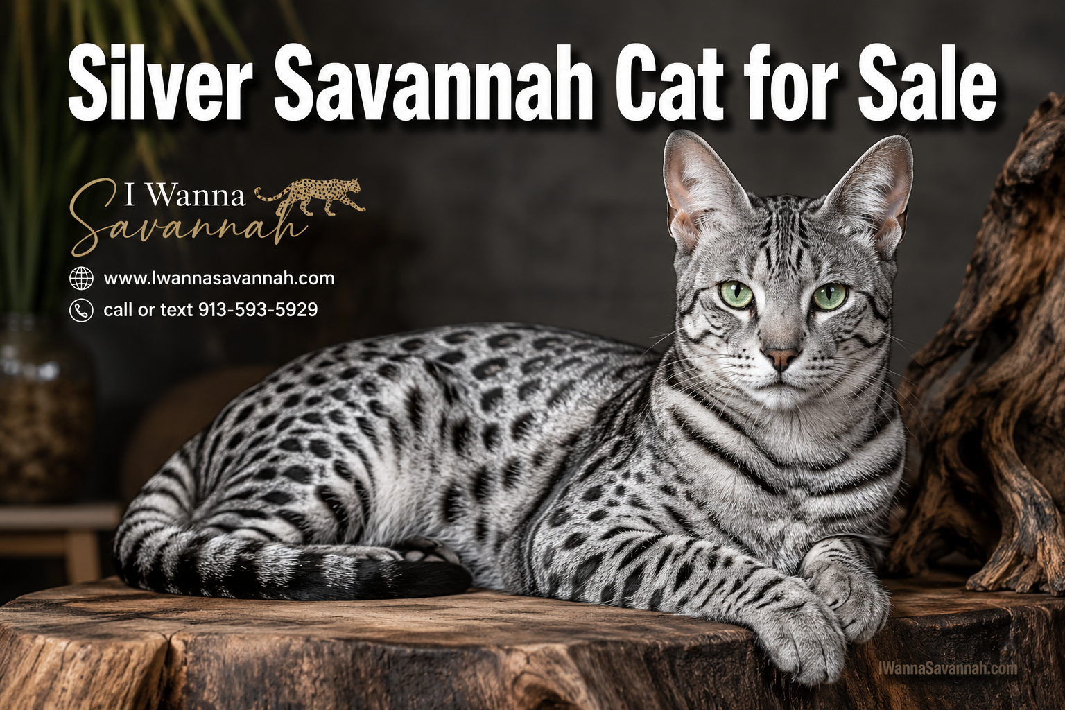 Professional () hero image featuring 'Silver Savannah Cat for Sale' in extra large white with deep effect, centered in upper