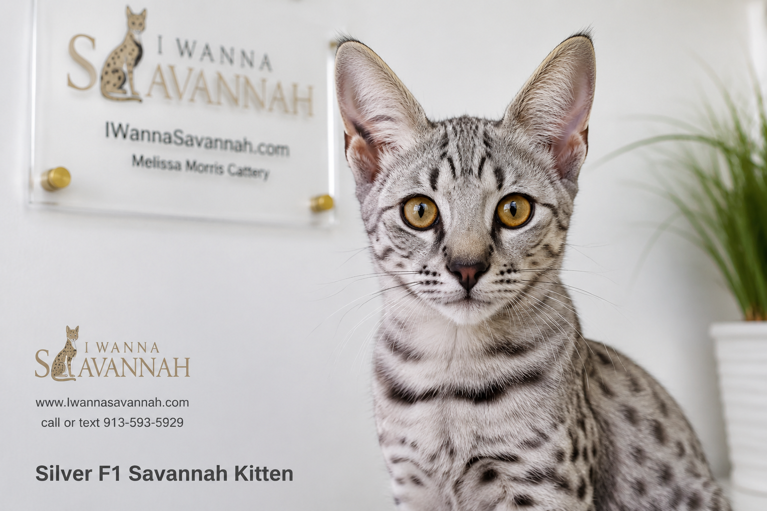 What Is a Silver Savannah Cat and What Makes It Special