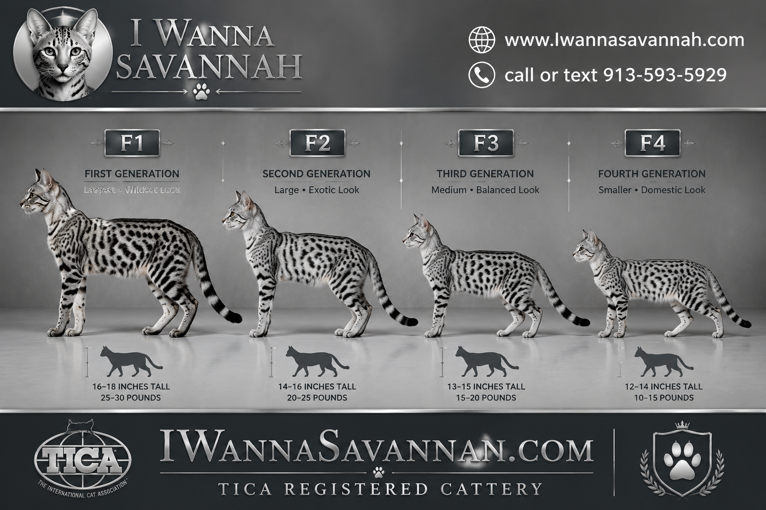 Silver Savannah Cat Care: What New Owners Need to Know