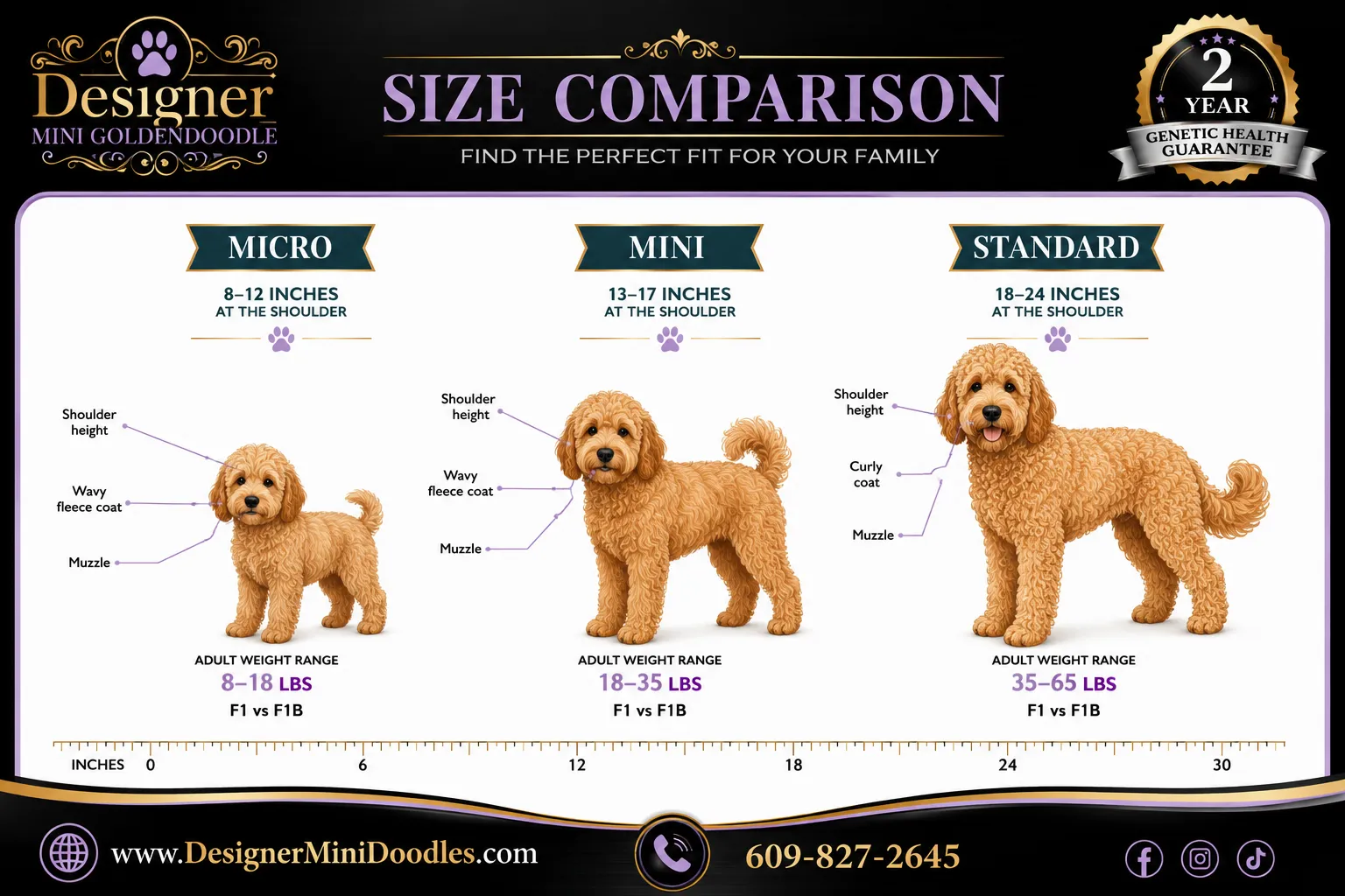 mini goldendoodle Rhode Island