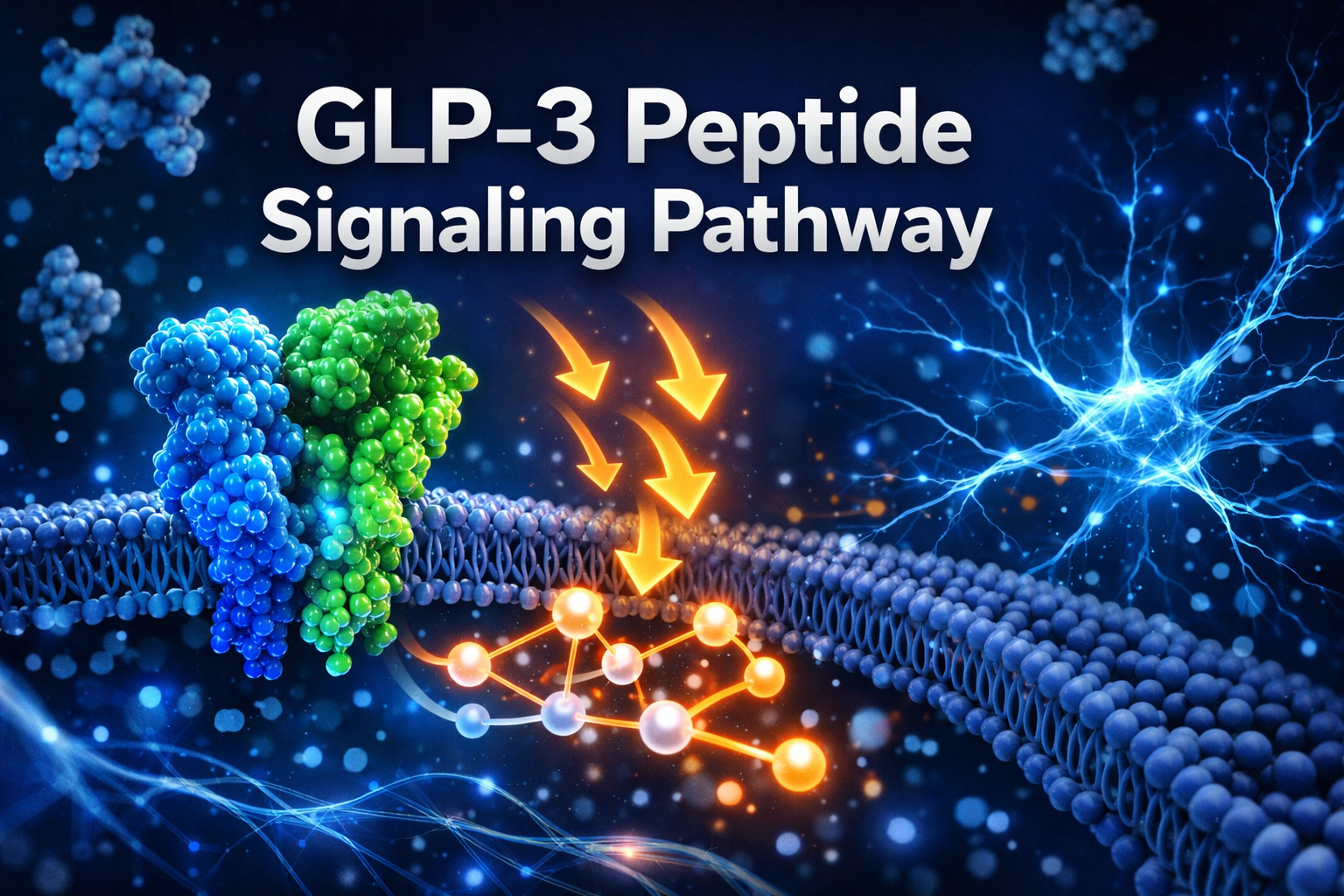 Professional landscape format (1536x1024) hero image featuring bold text overlay 'GLP-3 Peptide Signaling Pathway' in extra large 72pt white