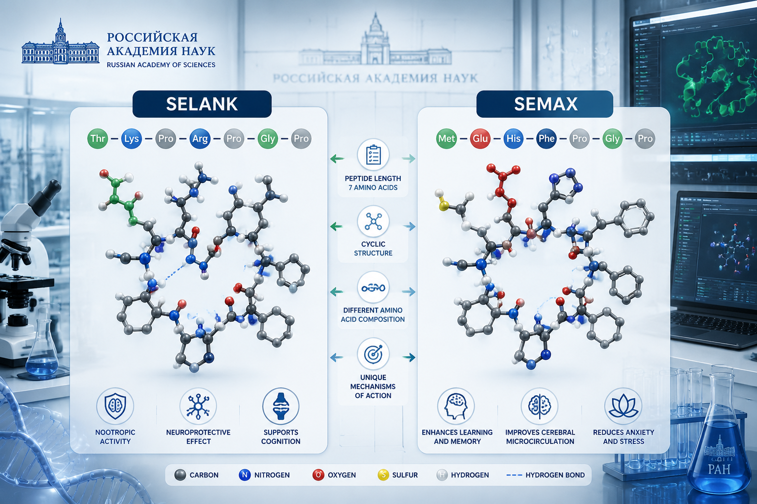Detailed () scientific illustration showing two peptide molecular structures side by side labeled Selank and Semax, with
