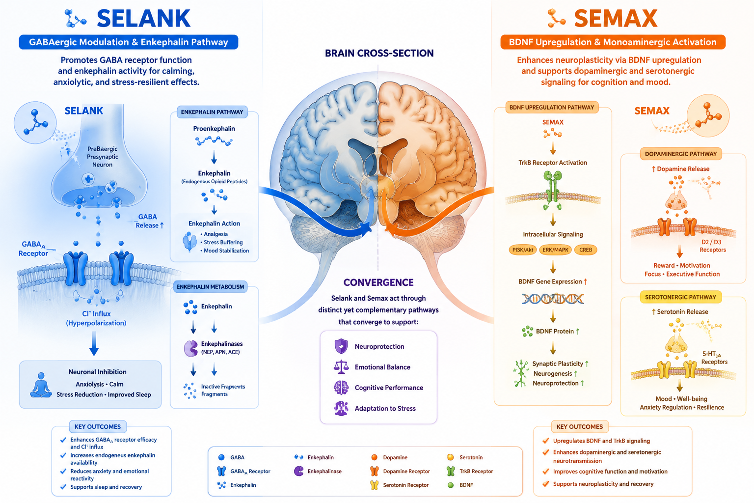 Mechanisms of Action: Where the Pathways Diverge