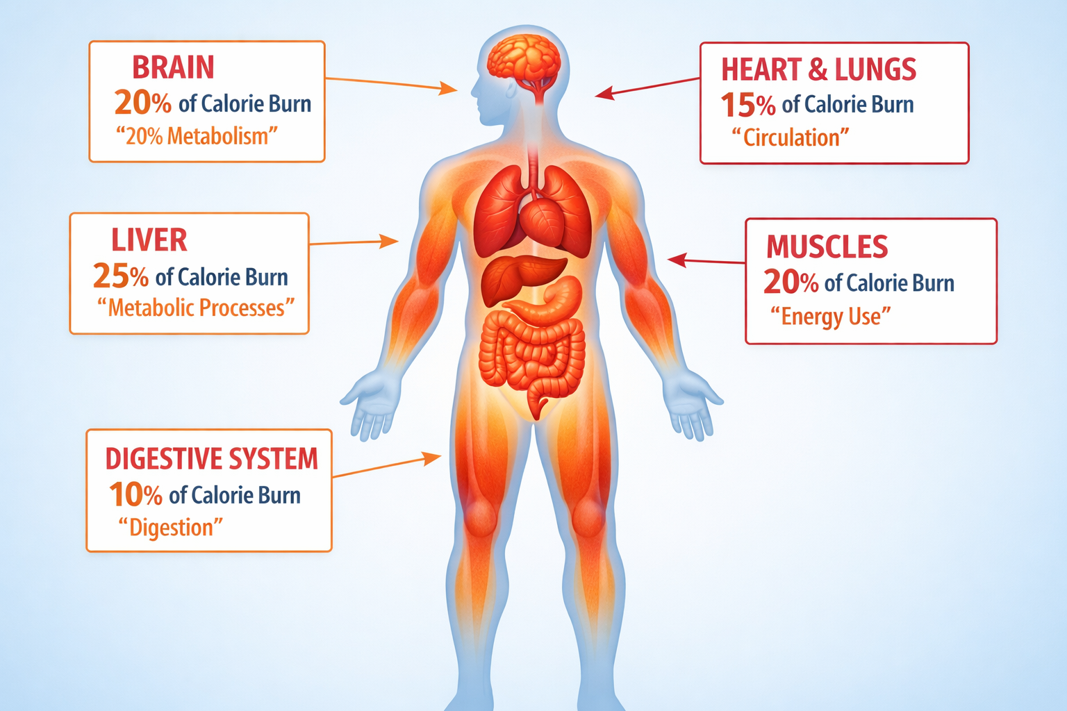 Detailed infographic illustration (1536x1024) showing human body silhouette in center with labeled arrows pointing to different organs and s