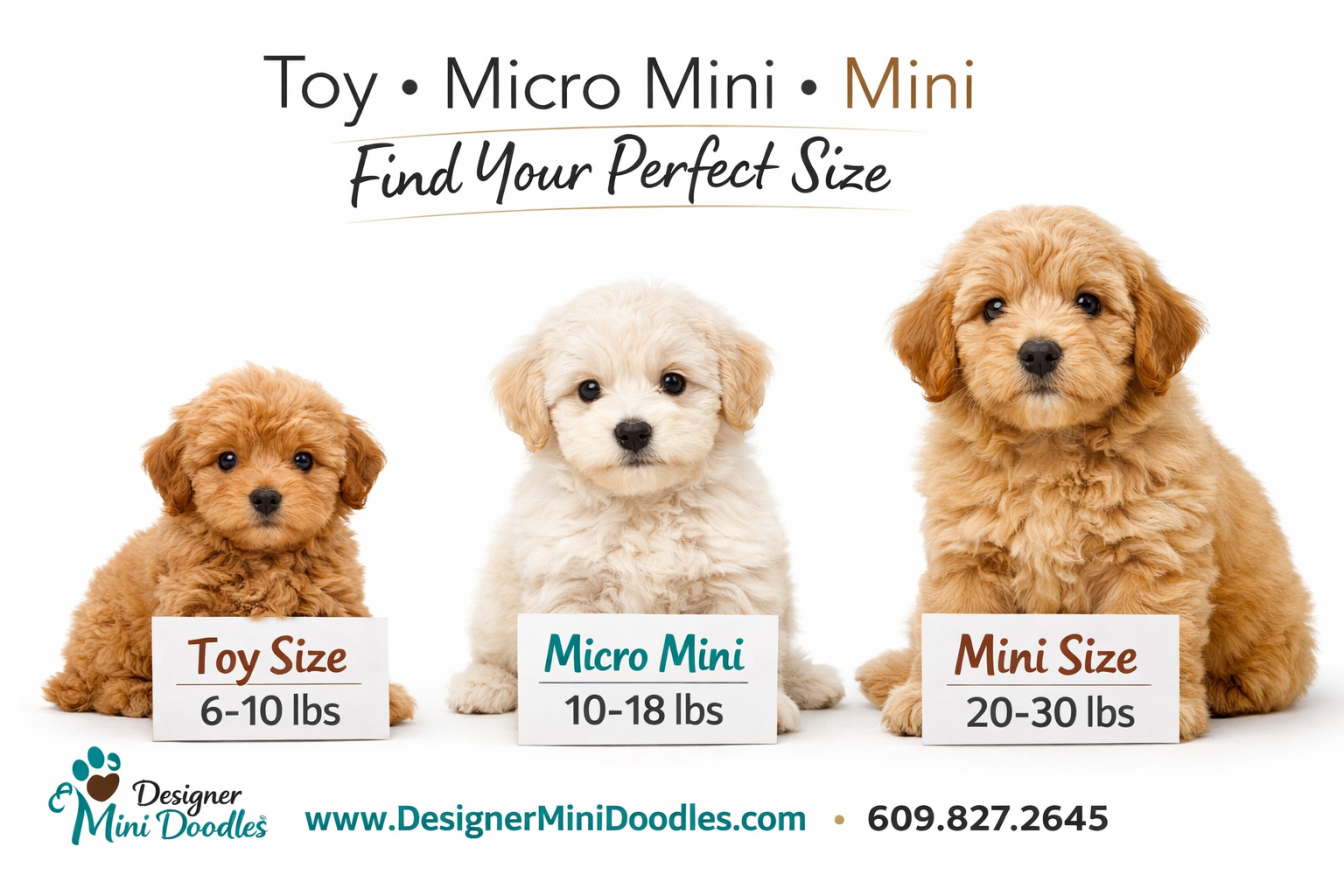 () infographic-style image showing three adorable mini goldendoodle puppies of different sizes side by side on a clean white