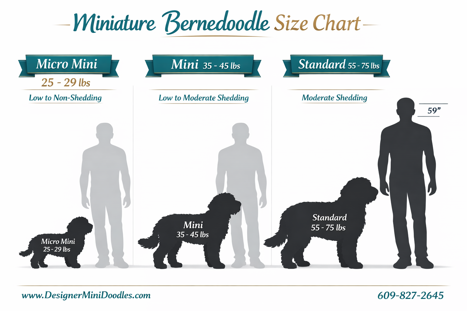 () educational infographic showing miniature bernedoodle size chart with three categories: Micro Mini 25-29 lbs, Mini 35-45