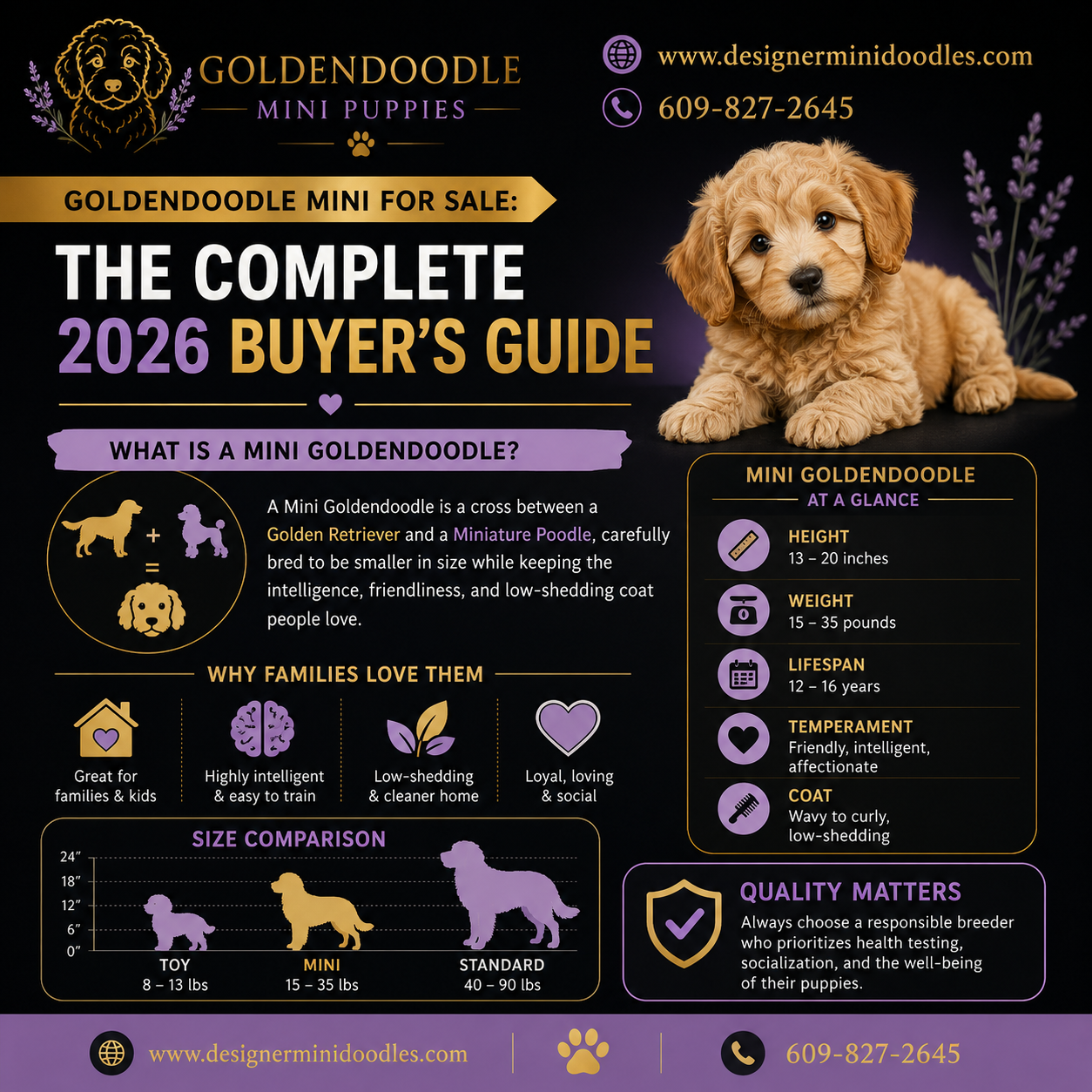 goldendoodle mini for sale