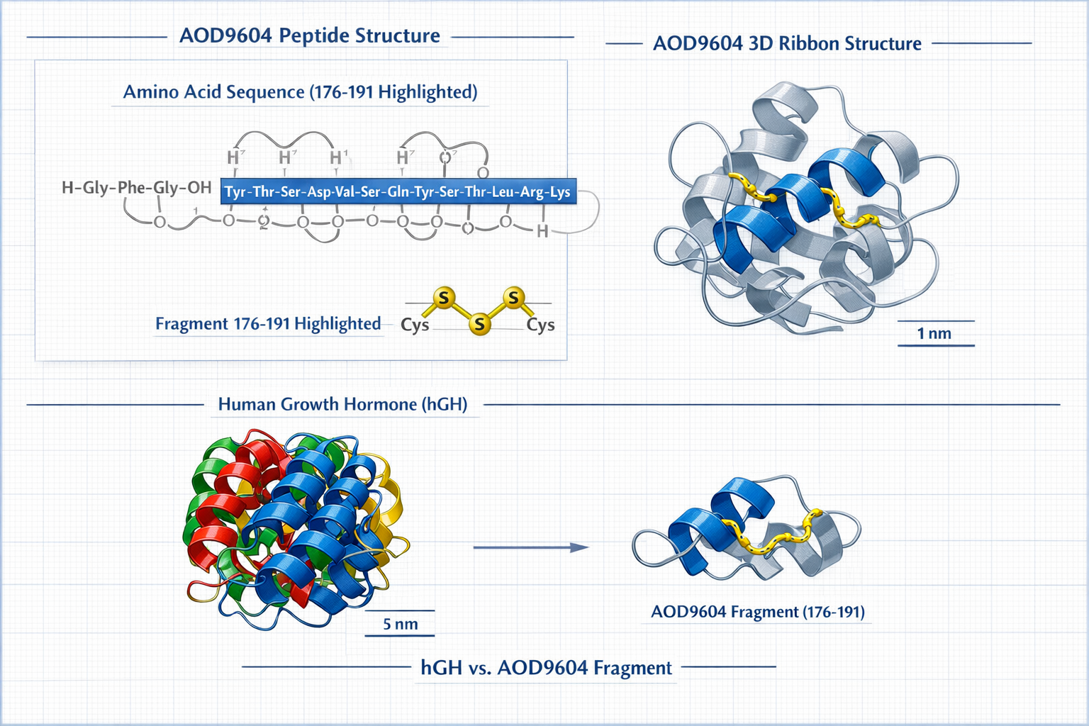 Detailed scientific illustration showing AOD9604 peptide molecular structure with amino acid chain fragments 176-191 highlighted in blue, di