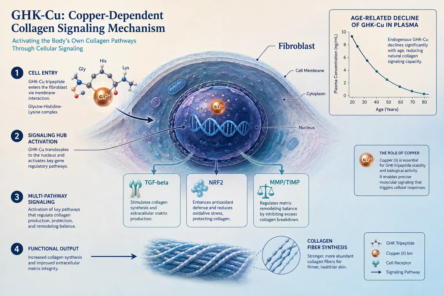 How Copper-Dependent Collagen Signaling Differs From Classic Collagen Supplements in Research: The Enzymatic Cofactor Argumen
