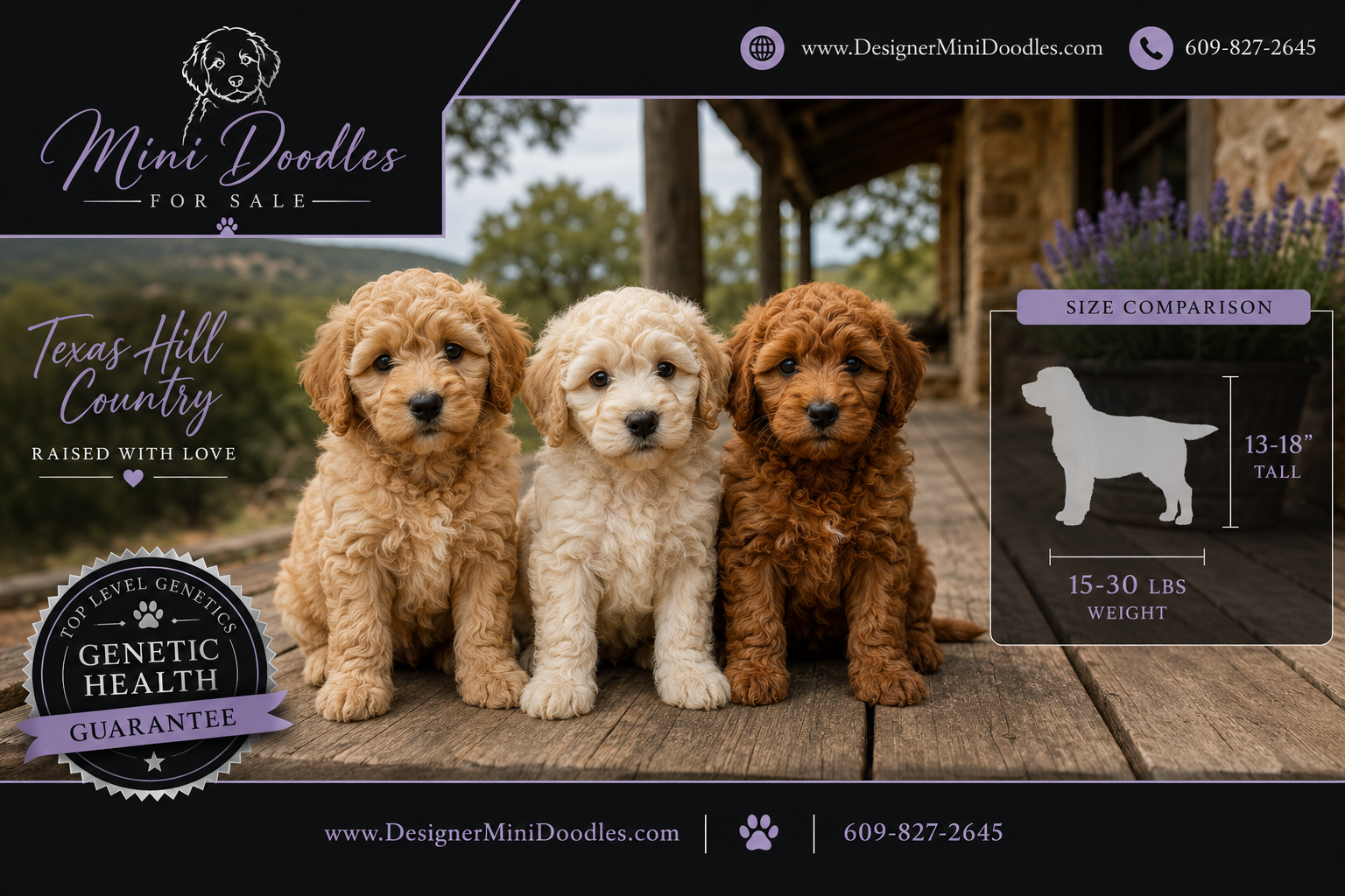 Where to Find Reputable Mini Doodle Breeders in Texas