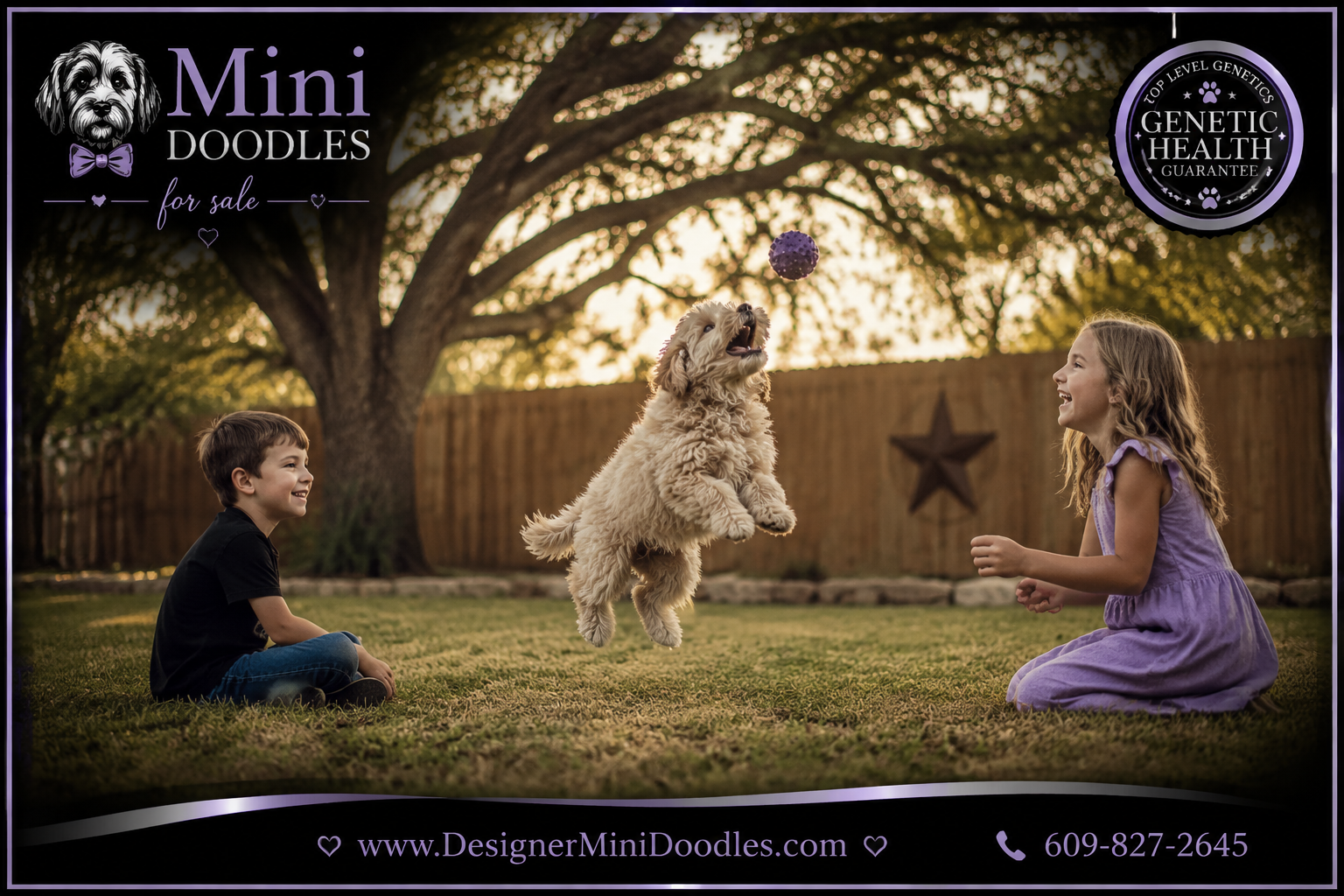 mini doodles for sale Texas