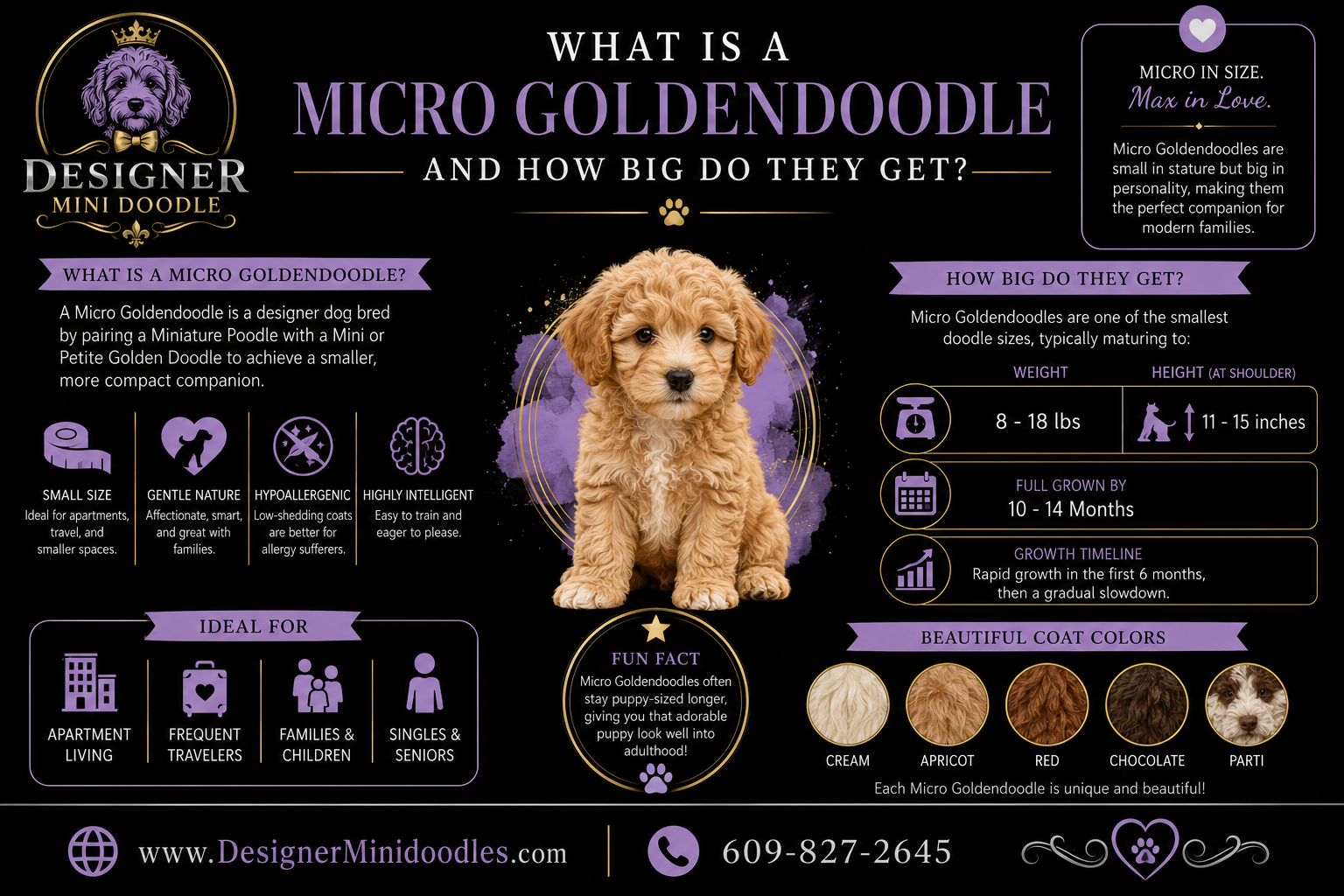How Much Does a Micro Goldendoodle Cost in Tampa?