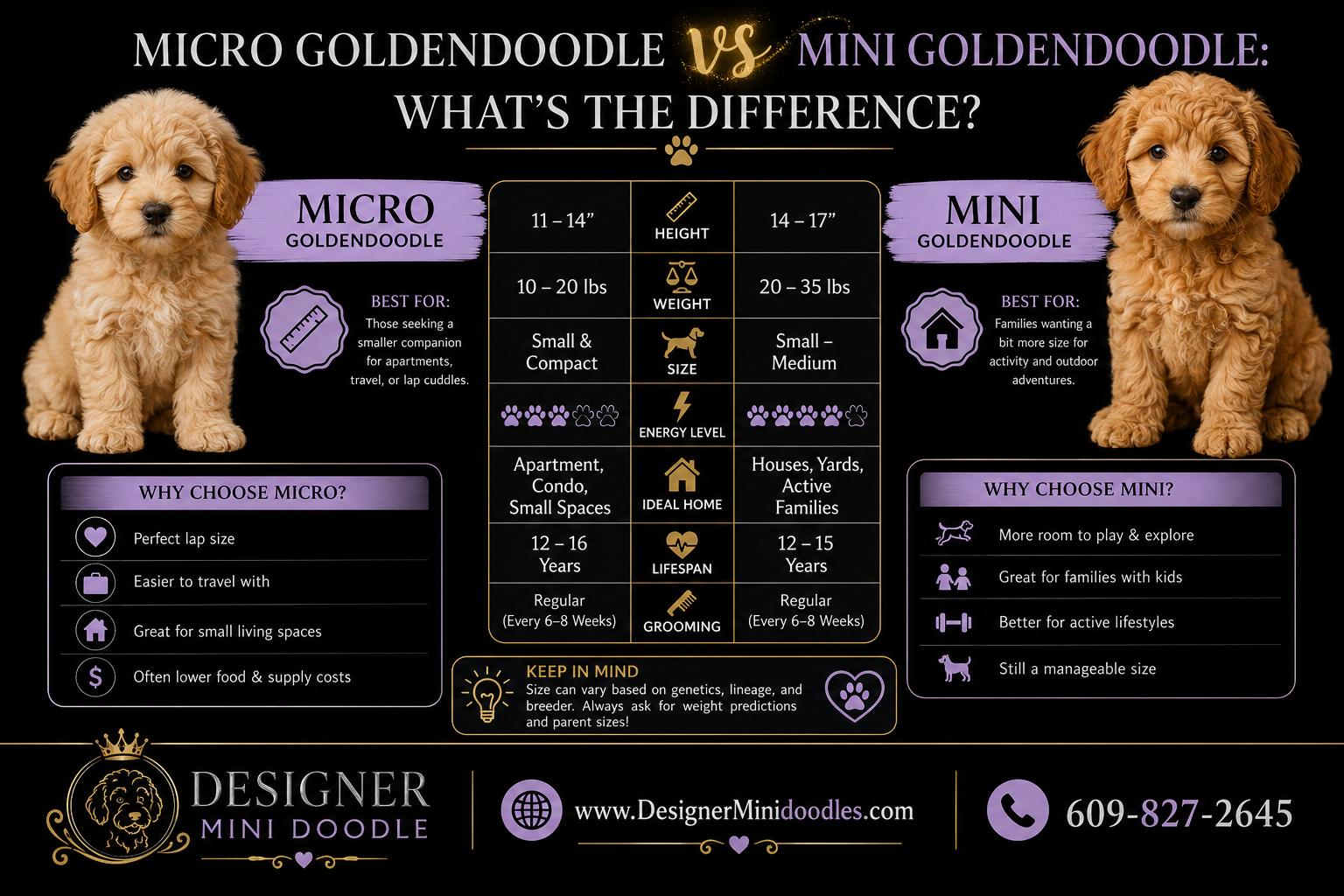 Micro Goldendoodle Grooming Costs and Maintenance