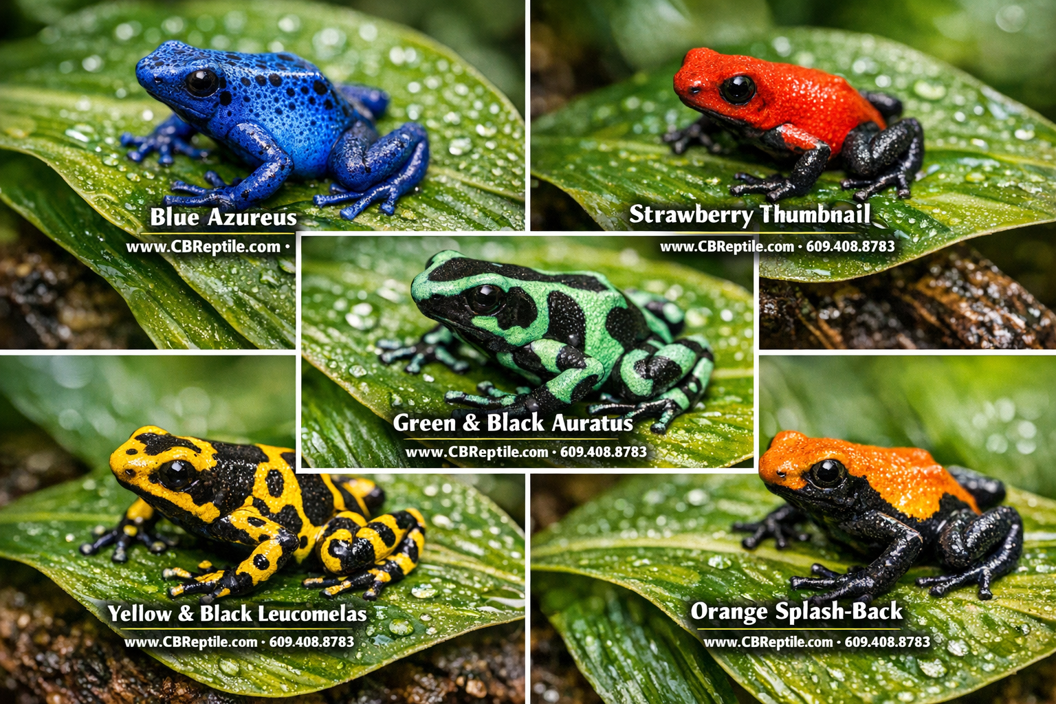 Close-up editorial photograph of five different poison dart frog color morphs arranged on tropical leaves: blue azureus,