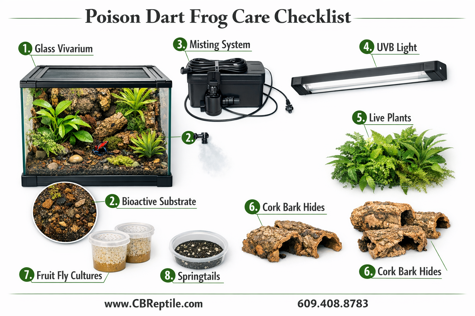 Overhead flat-lay infographic showing poison dart frog care setup checklist: glass vivarium with bioactive substrate,