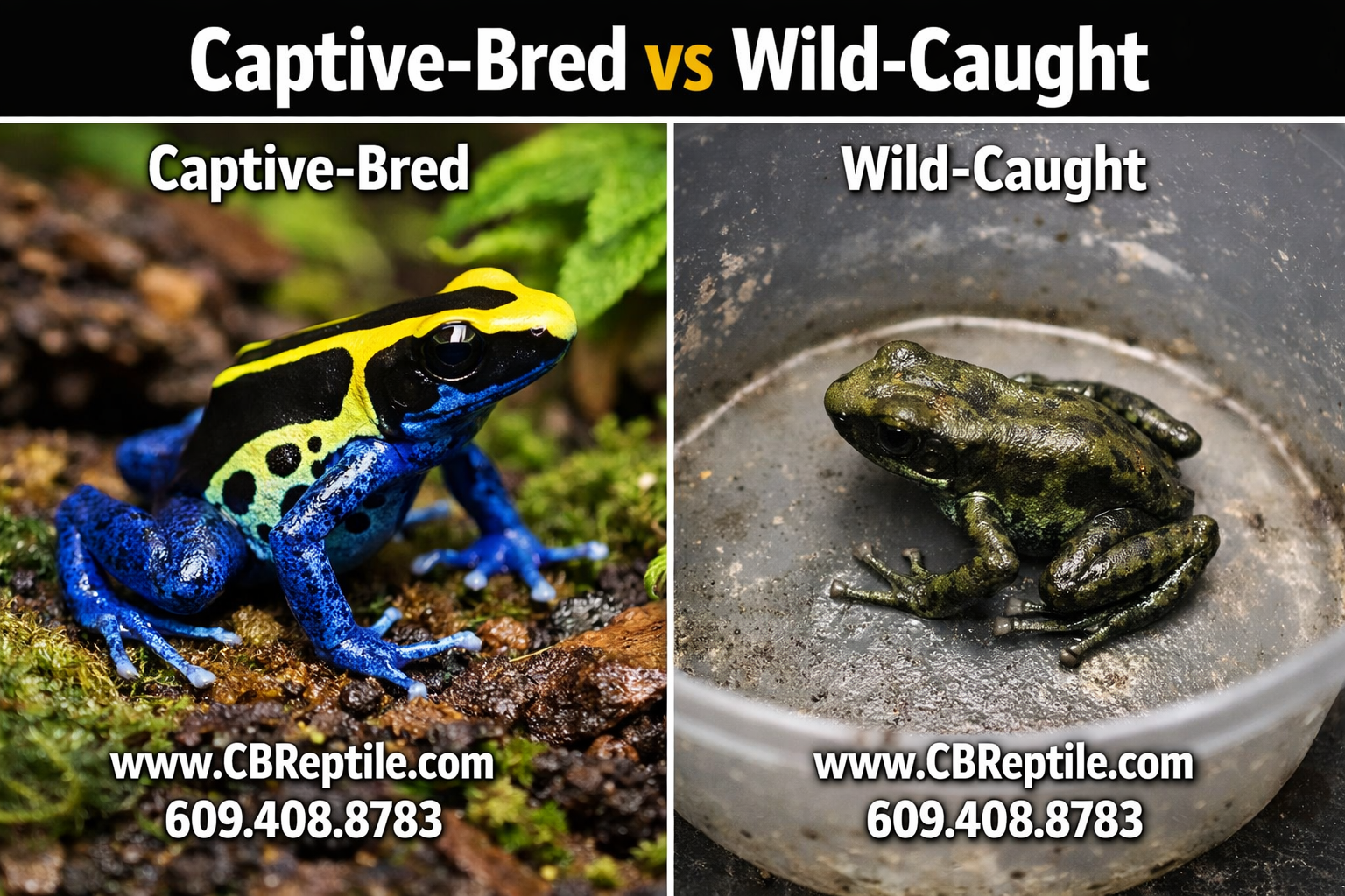 Split-screen comparison image: left side shows a healthy captive-bred poison dart frog from a reputable breeder on clean