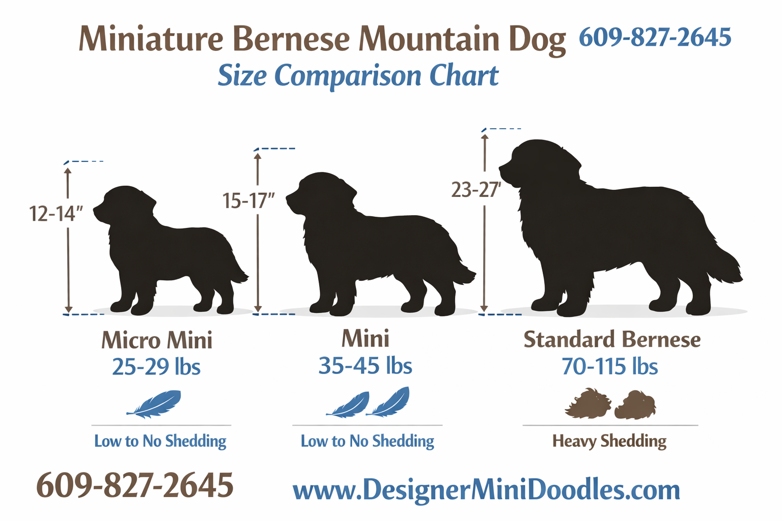 () educational infographic showing a size comparison chart for miniature Bernese Mountain Dogs. Three dog silhouettes side