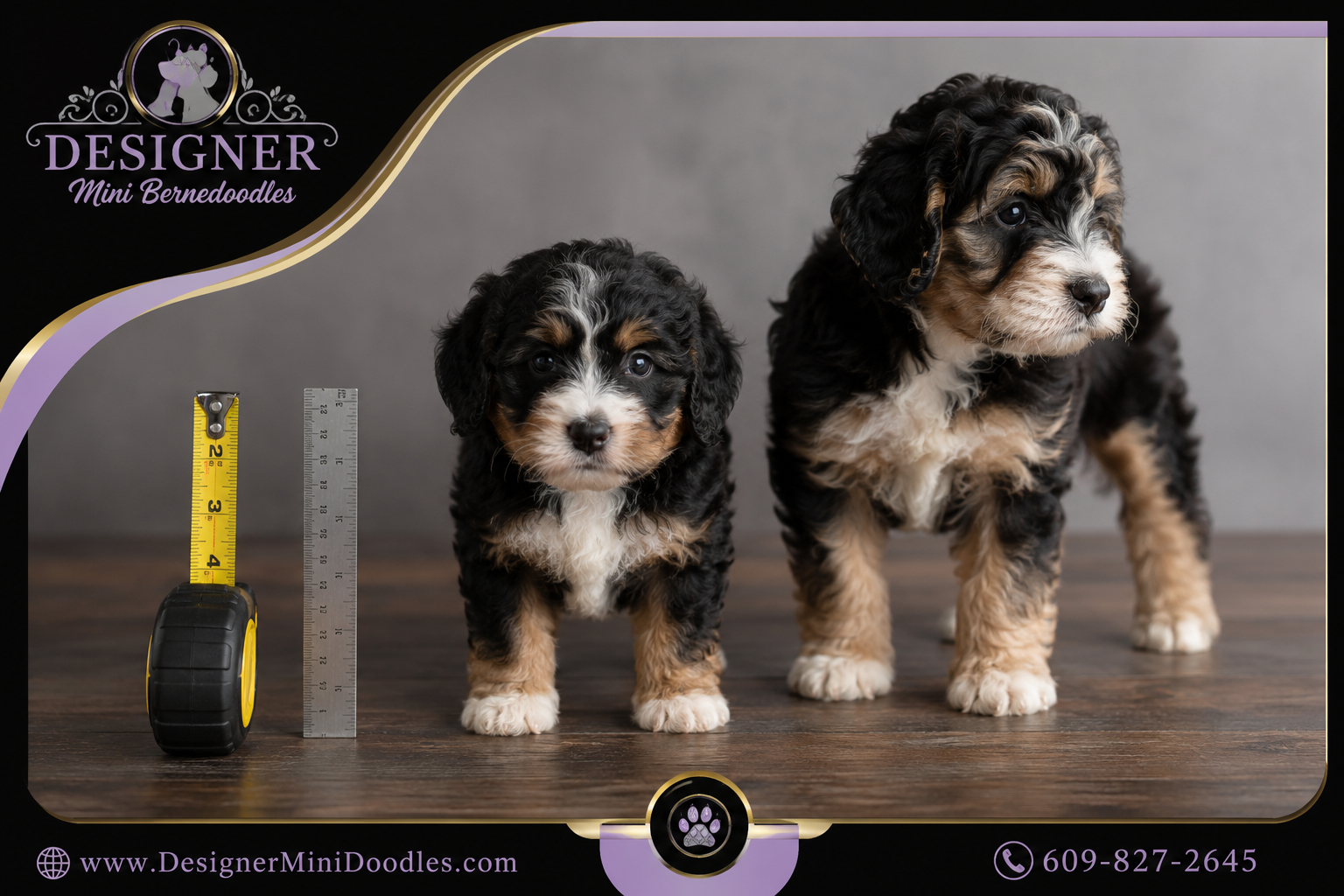 micro mini bernedoodle