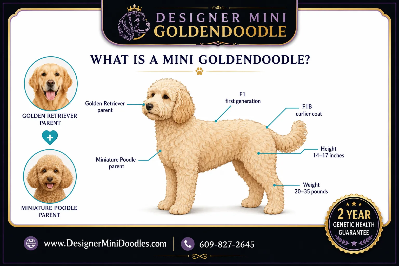 mini goldendoodle Florida