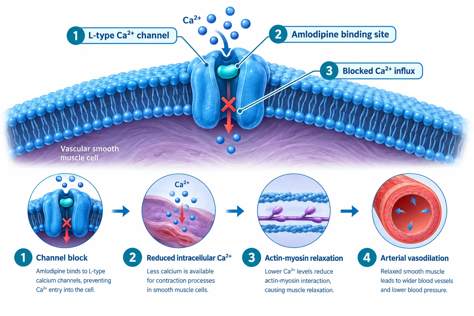 How Amlodipine Works: The Calcium-Channel Mechanism Researchers Must Account For