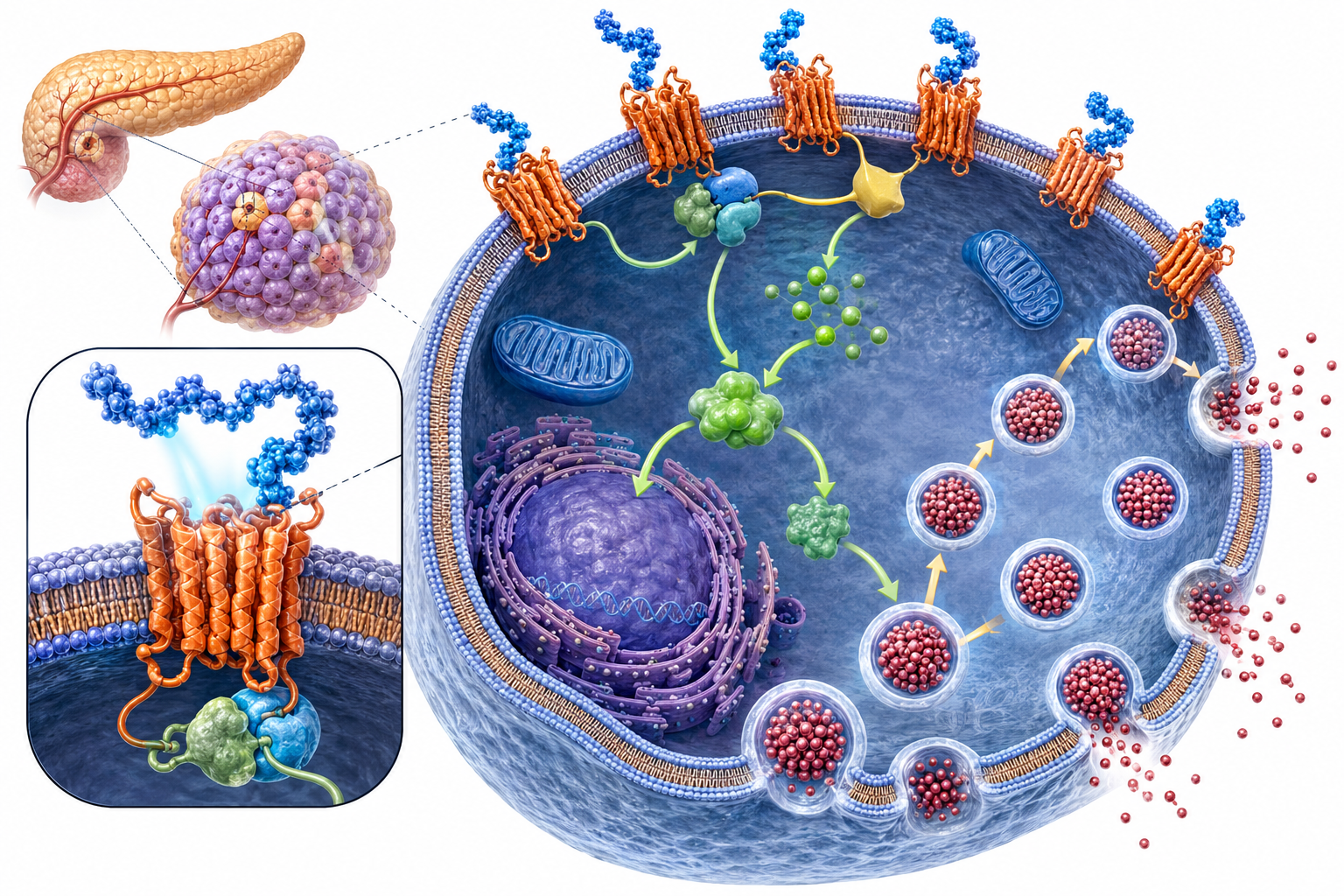What Is Semaglutide: Chemical Structure and Classification