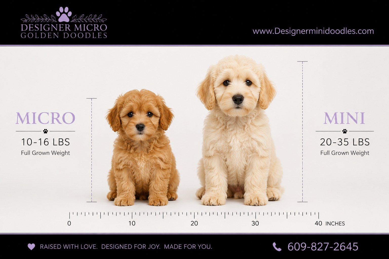 micro goldendoodle for sale Houston