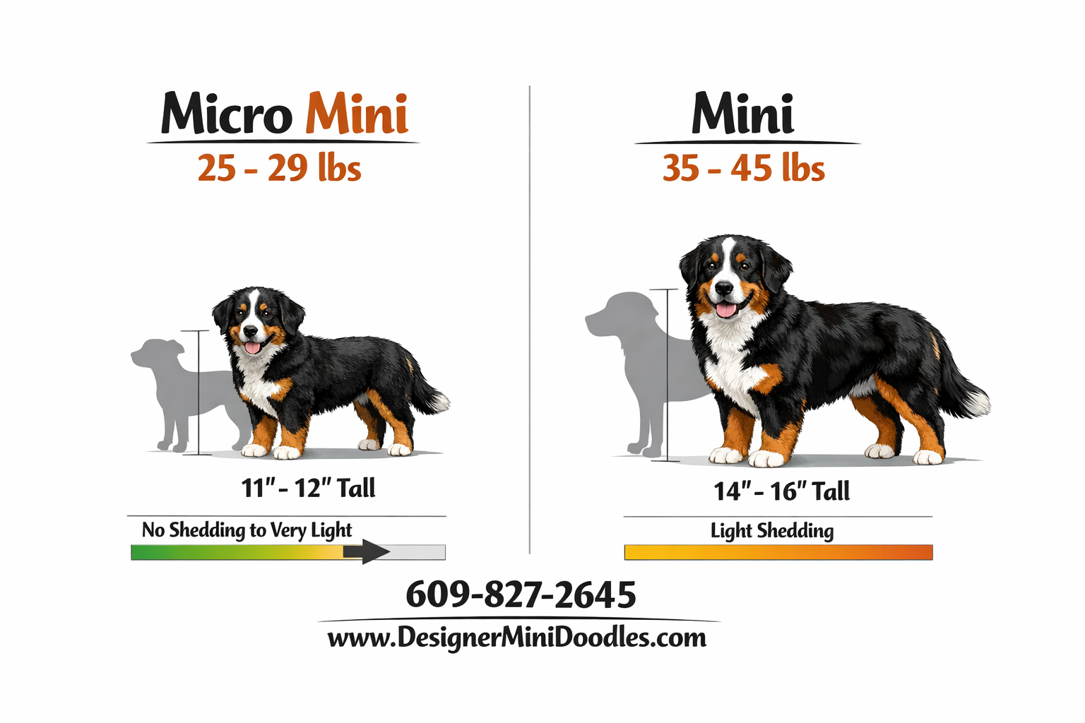 Miniature Bernese Mountain Dog puppies Tampa