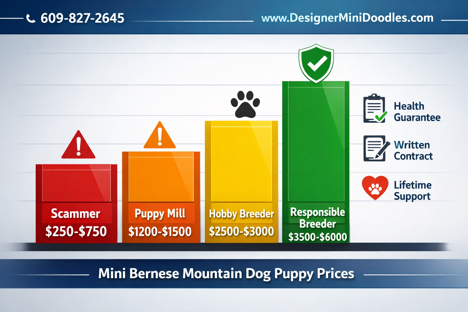 Miniature Bernese Mountain Dog puppies Tampa