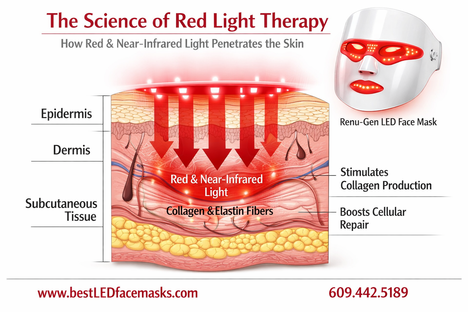 () editorial illustration showing the science of red light therapy penetrating skin layers — a cross-section diagram of