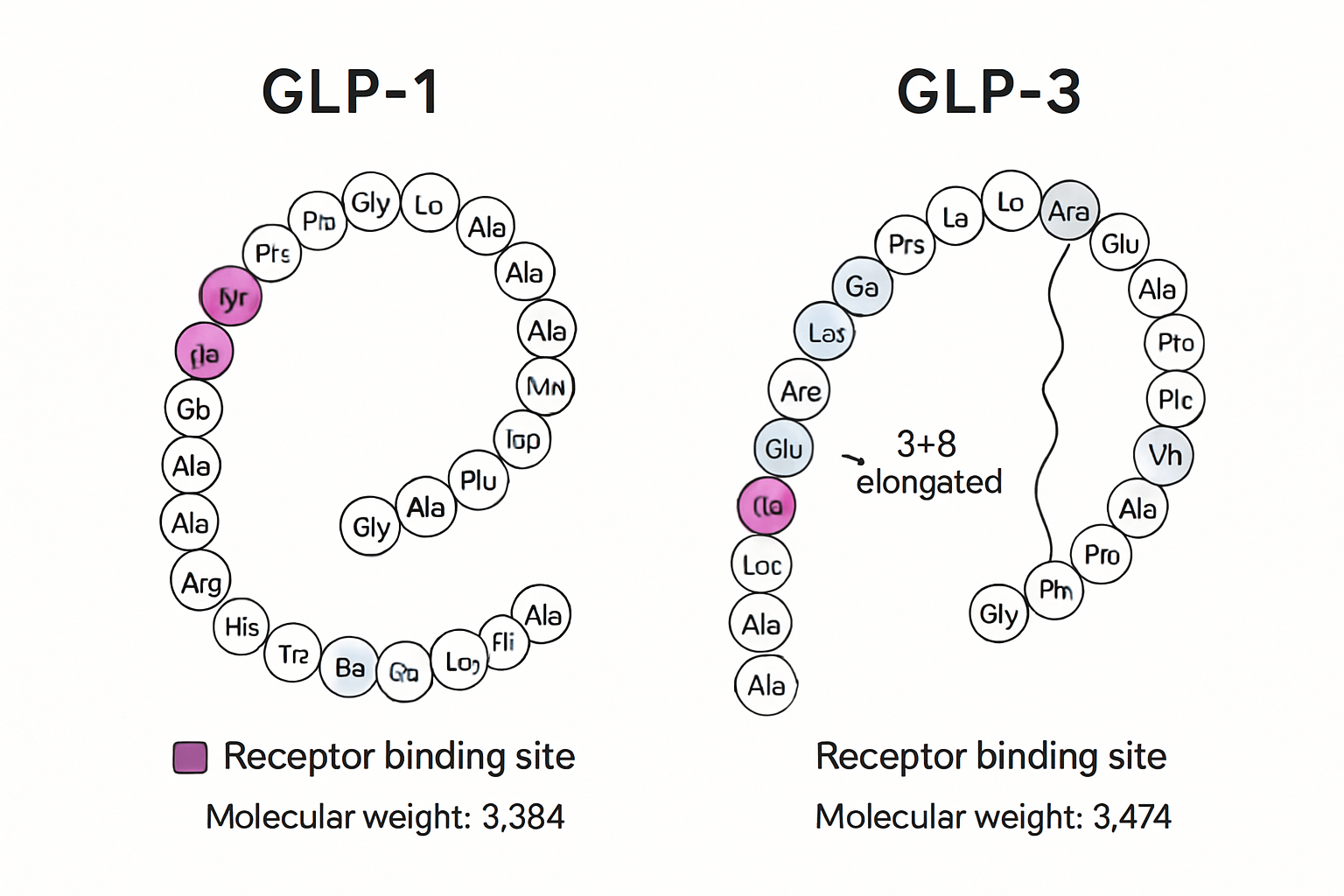 Detailed molecular comparison infographic showing GLP-1 and GLP-3 peptide structures side by side, with labeled amino acid sequences, recept