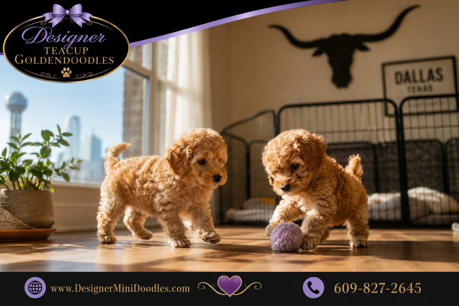 teacup goldendoodle puppies Dallas