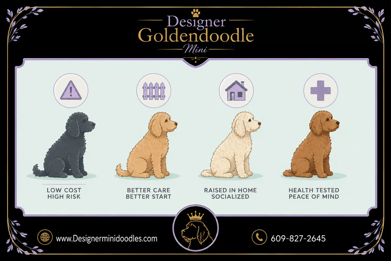How Much Does a Mini Goldendoodle Cost in Virginia?