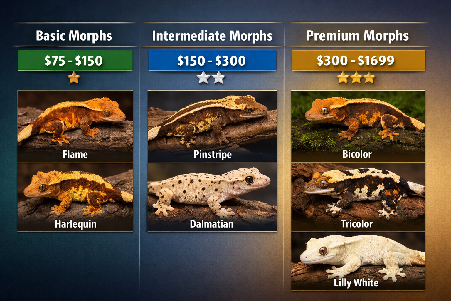 Landscape format (1536x1024) detailed chart displaying crested gecko morph pricing tiers with actual gecko photos. Left column shows basic m