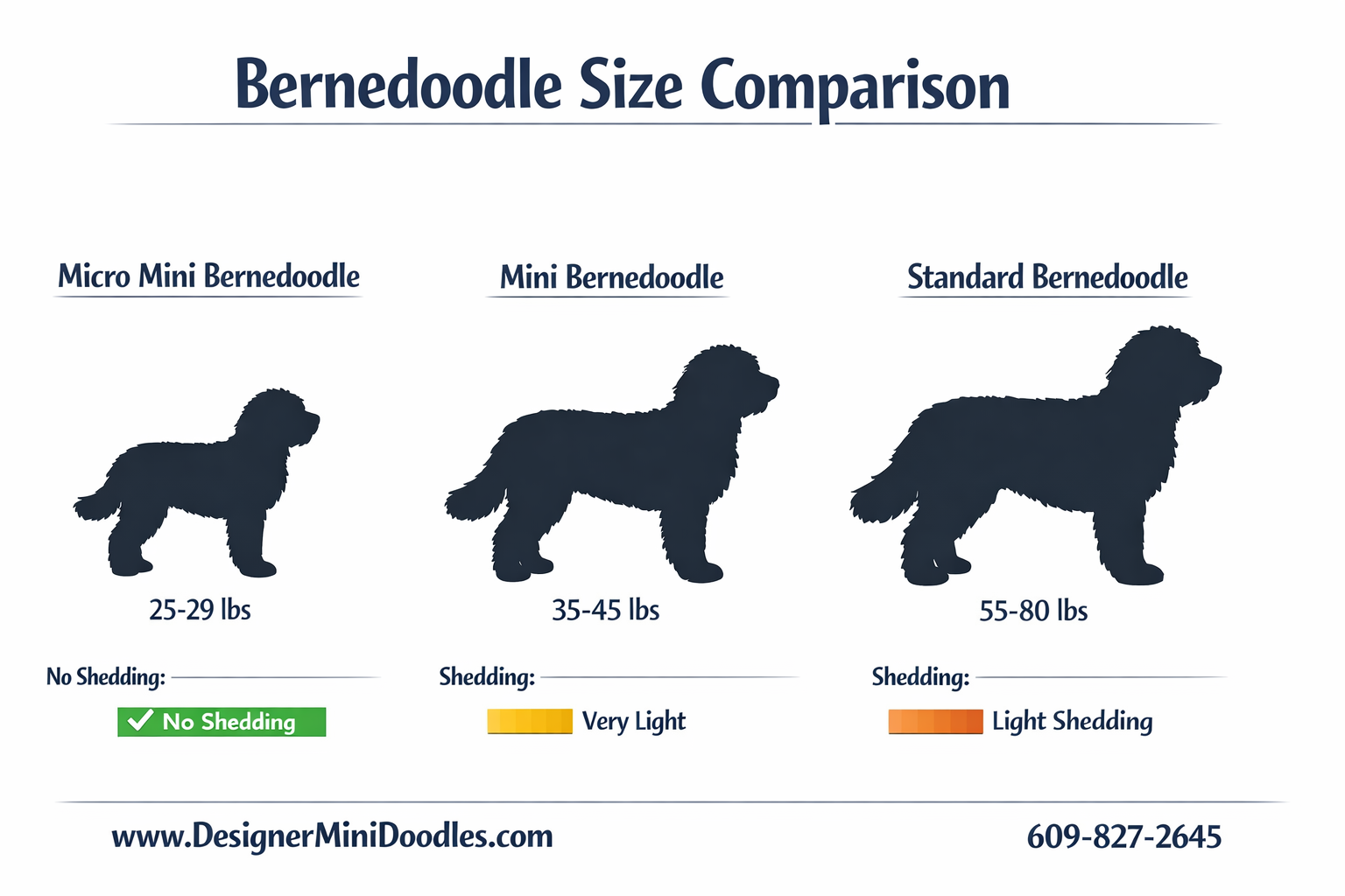 () educational infographic showing miniature bernedoodle size comparison chart with three categories: Micro Mini bernedoodle