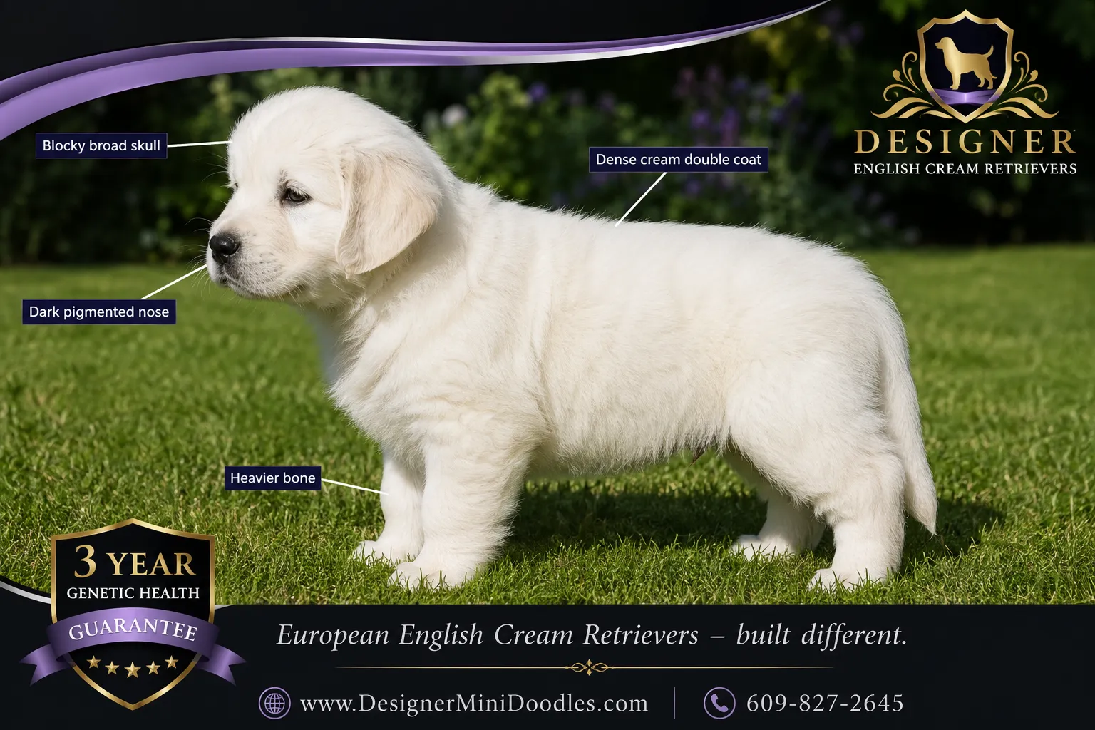 english cream golden retriever puppies West Palm Beach