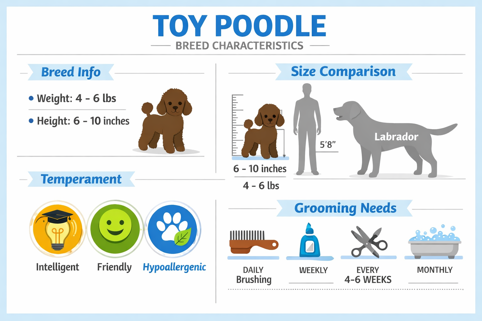 Detailed infographic showing toy poodle breed characteristics with size comparison chart (4-6 pounds, 6-10 inches tall), temperament icons (