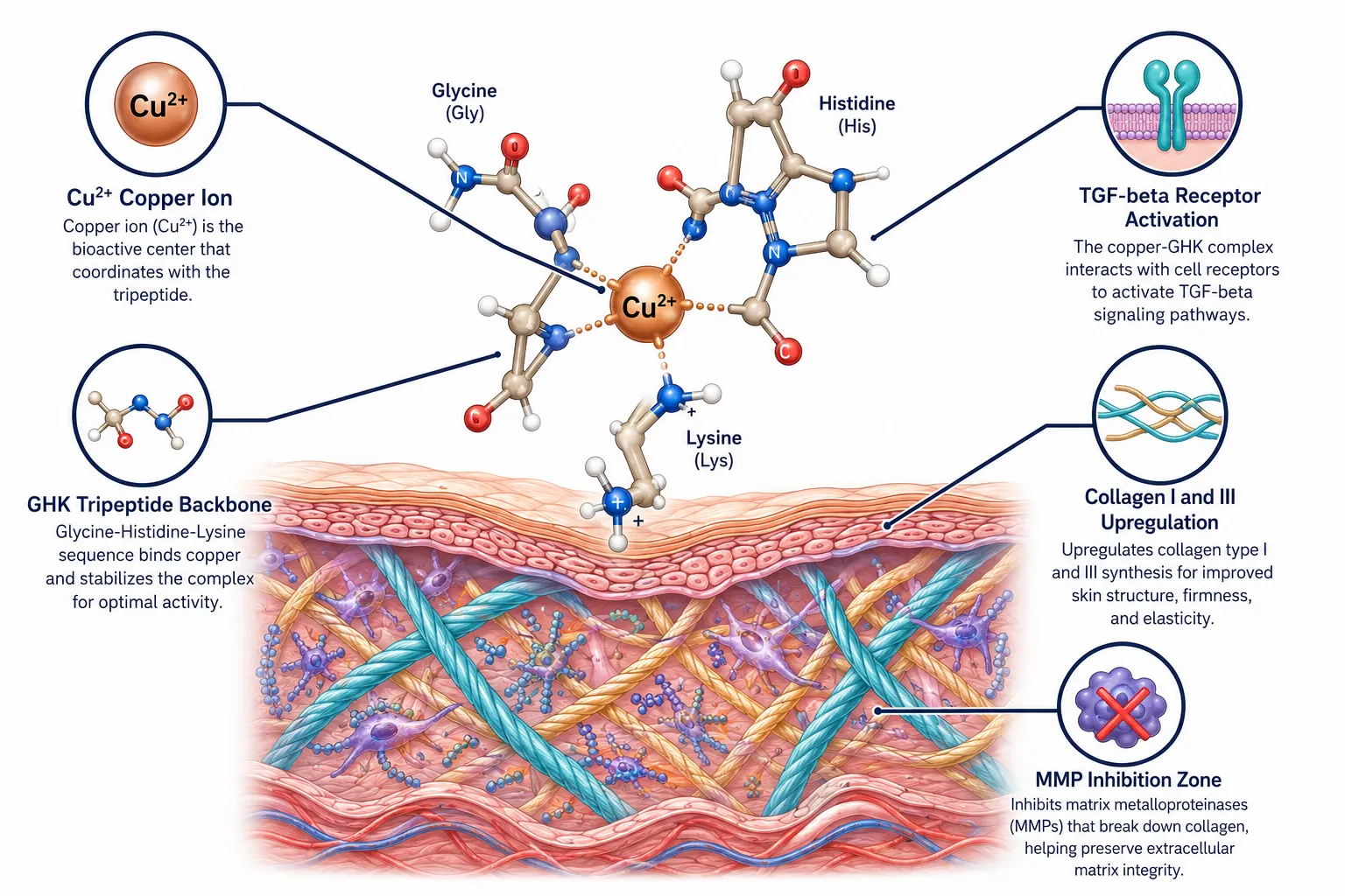 Copper-Binding Biology and the GHK-Cu Mechanism