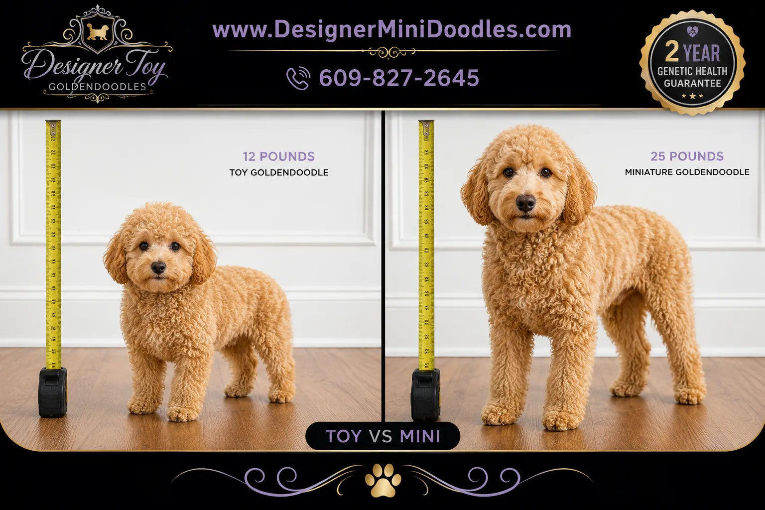 toy goldendoodle New Jersey