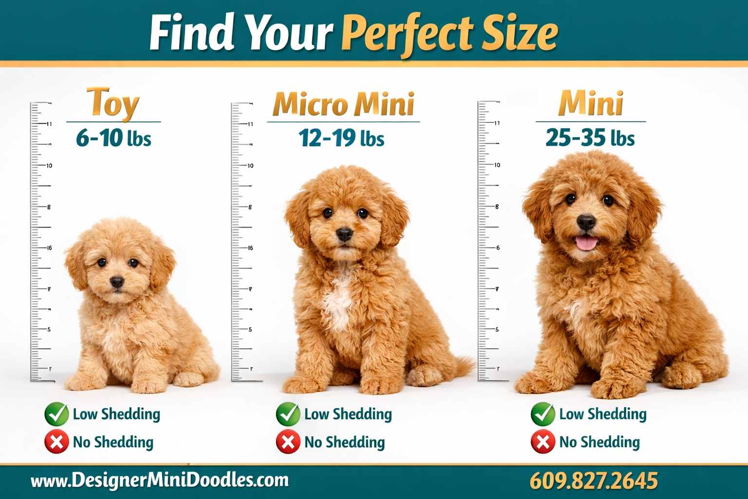 Mini doodle puppies Orlando