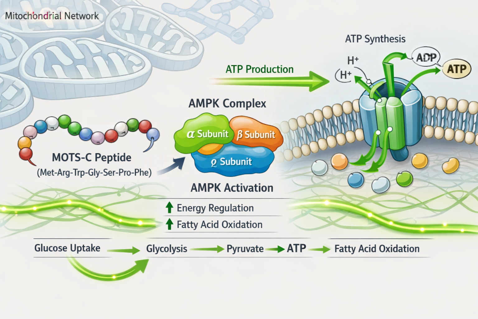 Detailed landscape format (1536x1024) scientific illustration showing MOTS-C peptide molecular structure interacting with AMPK protein compl