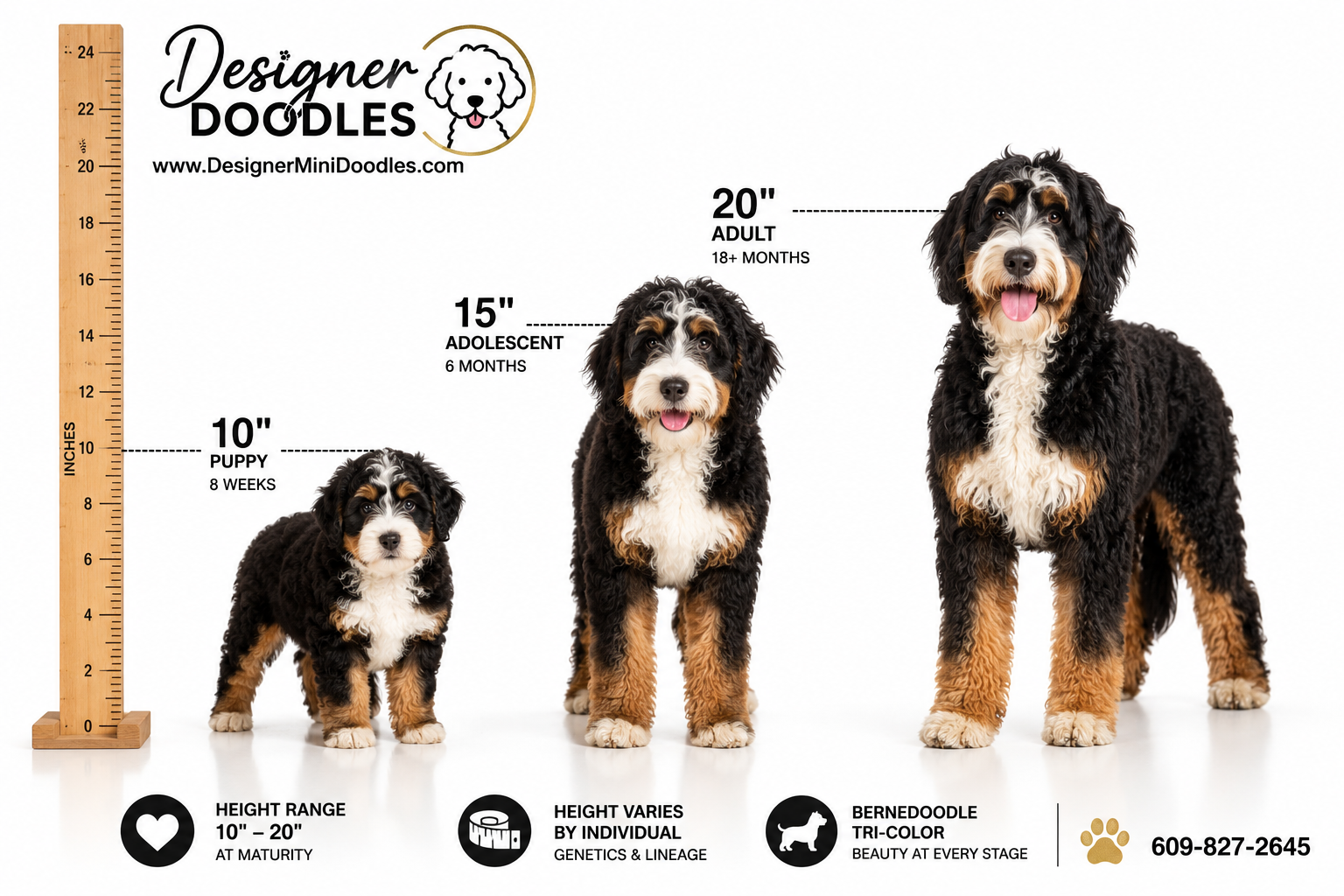 How Much Grooming Do Mini Bernedoodles Need?