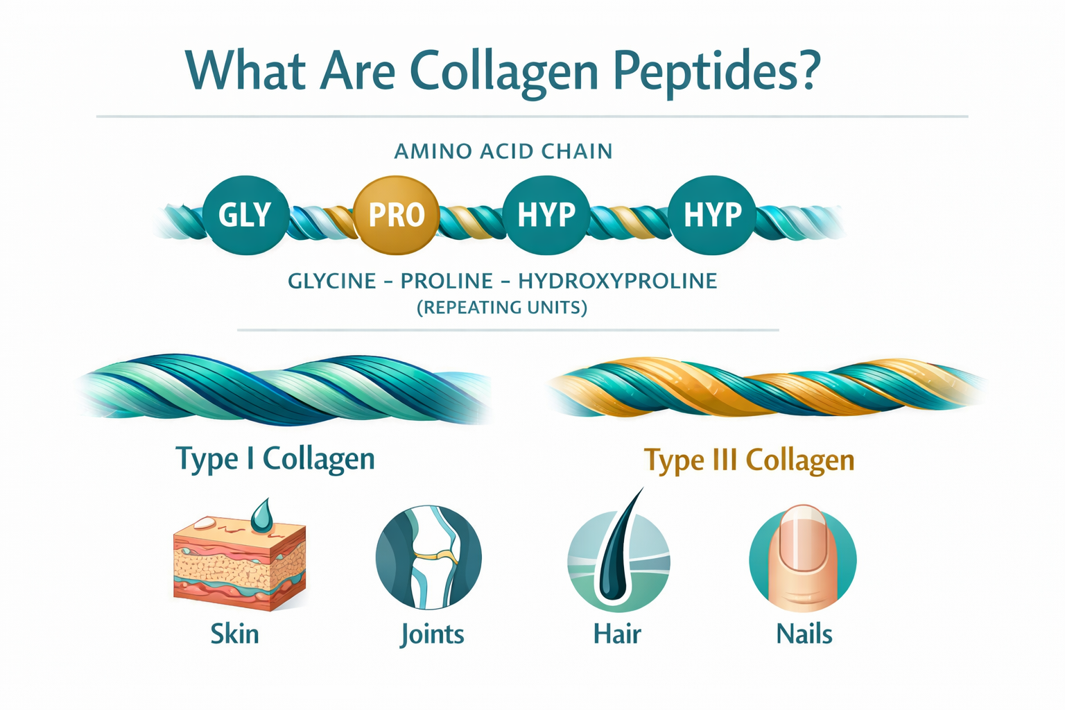 Detailed () informational infographic-style image illustrating the molecular structure of collagen peptides: a simplified