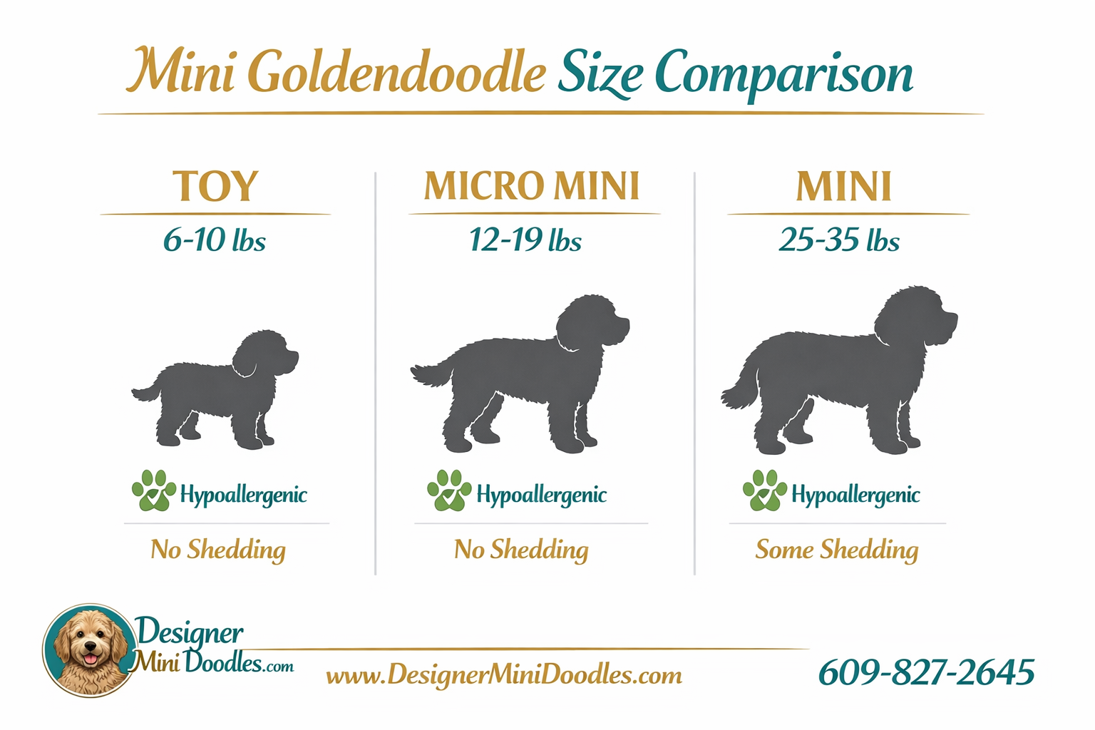 () educational infographic showing mini goldendoodle size comparison chart with three columns: Toy (6-10 lbs) with small dog