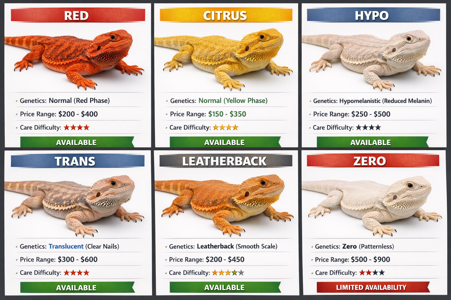 Comprehensive morph showcase displaying popular bearded dragon varieties in grid format: red, citrus, hypo, trans, leatherback, zero morphs 
