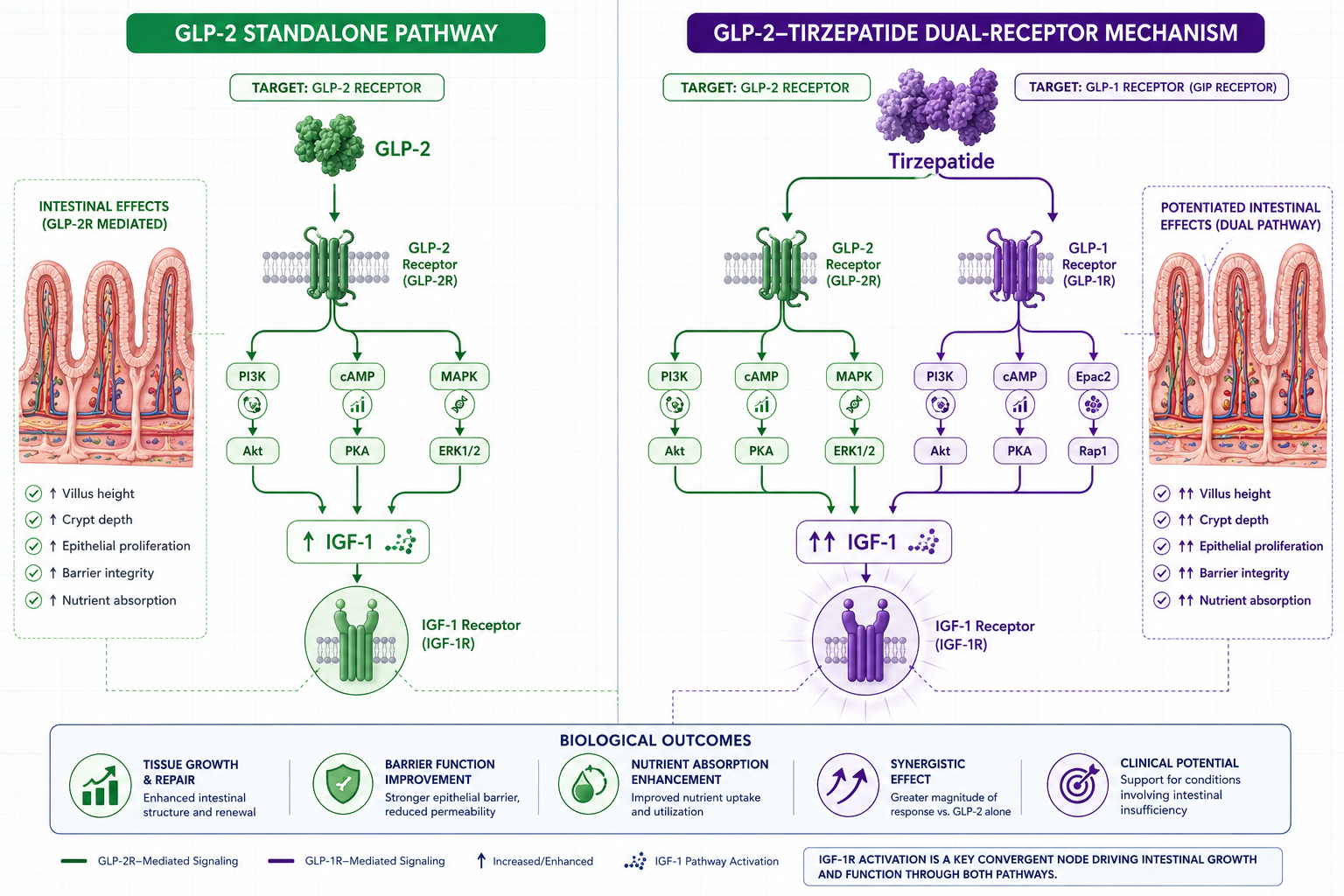 GLP-2 and GLP-2-Tirzepatide: Research into Intestinal Growth Factors and Gut Barrier Function — The Dual-Receptor Frontier