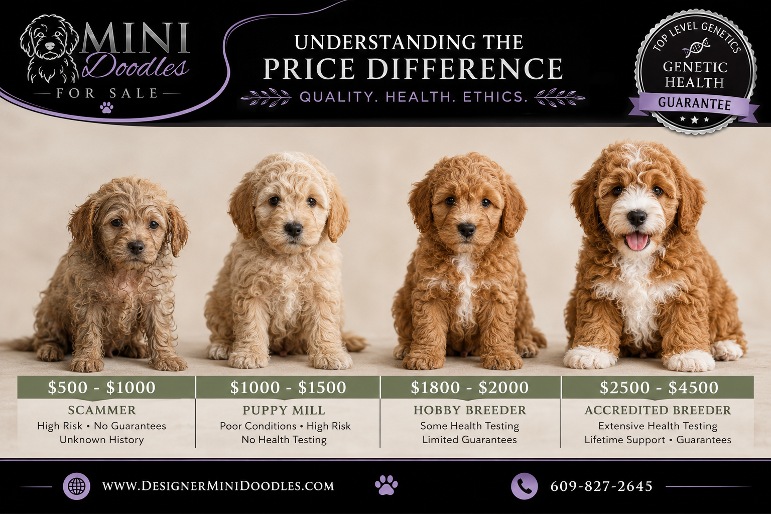 Mini Doodle Temperament and Behavior