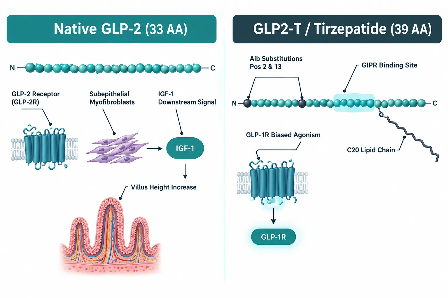 Structural Identity: Native GLP-2 vs. GLP2-T