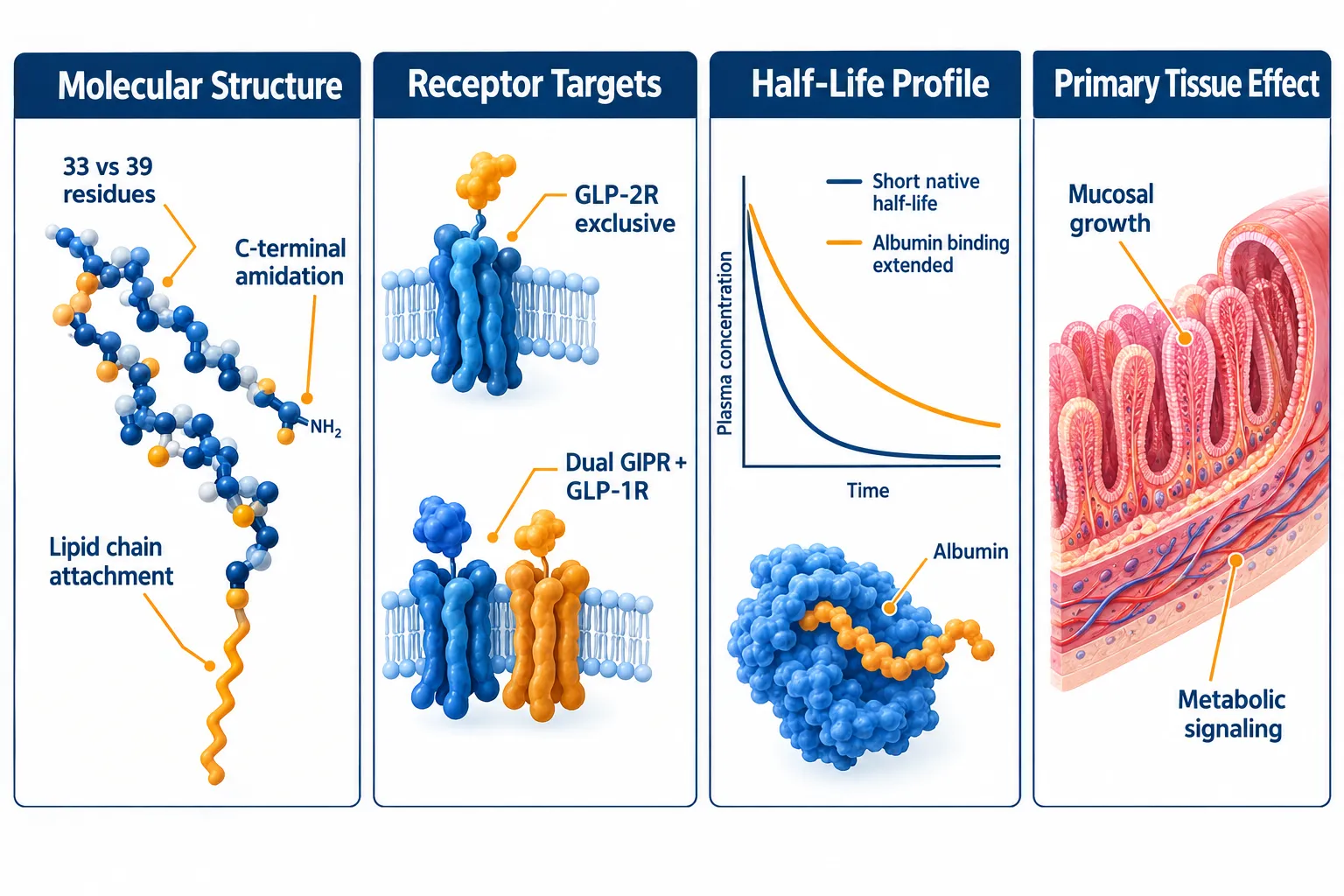 GLP2-T and GLP2 Tirz Peptide Differentiation: Receptor Binding Affinity Compared